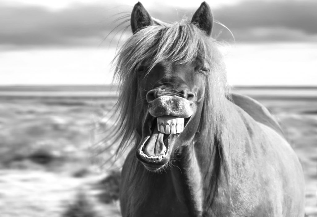 Frisky Horse Humping Car one of UK's weirdest insurance claims
